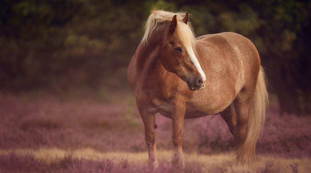 Übergewicht beim Pferd kann den Stoffwechsel, Immunsystem und das Herzkreislaufsystem negativ beeinträchtigen.