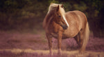 Übergewicht beim Pferd kann den Stoffwechsel, Immunsystem und das Herzkreislaufsystem negativ beeinträchtigen.