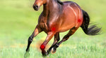 Arthrose bei Pferden kann mit natürlichen Futterzusätzen positiv unterstützt werden.