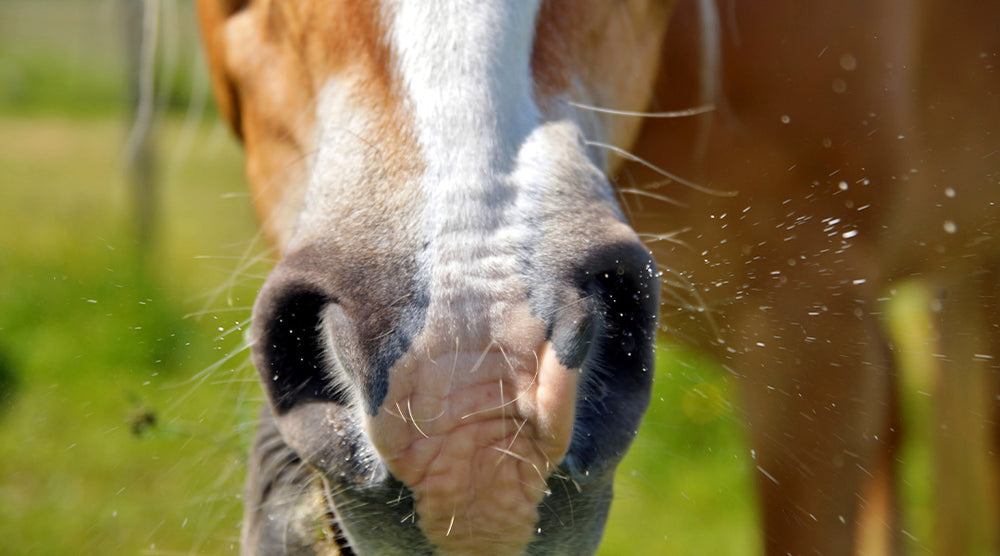 : Pferde reagieren immer öfter auf Gräser, Pollen oder Heustaub allergisch. 