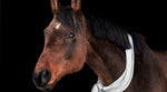 Hustenkräuter können für Pferde eine Linderung von verschleimtem Husten sein.