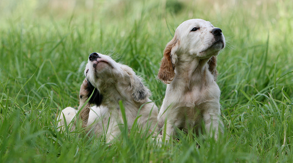 Hunde sind oft gegen Gräser, Pollen oder Hausstaub allergisch. 