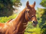 V-POINT® Premium Futterzusätze für Pferde