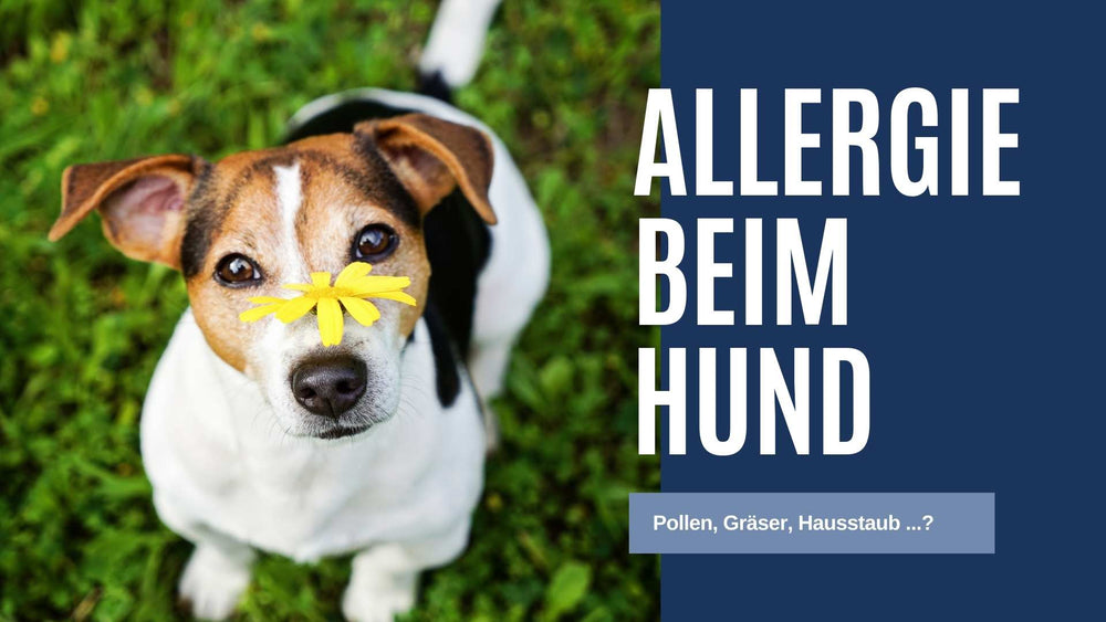 
                  
                    ALLERGO Plus – Kräuterpulver für Hunde
                  
                